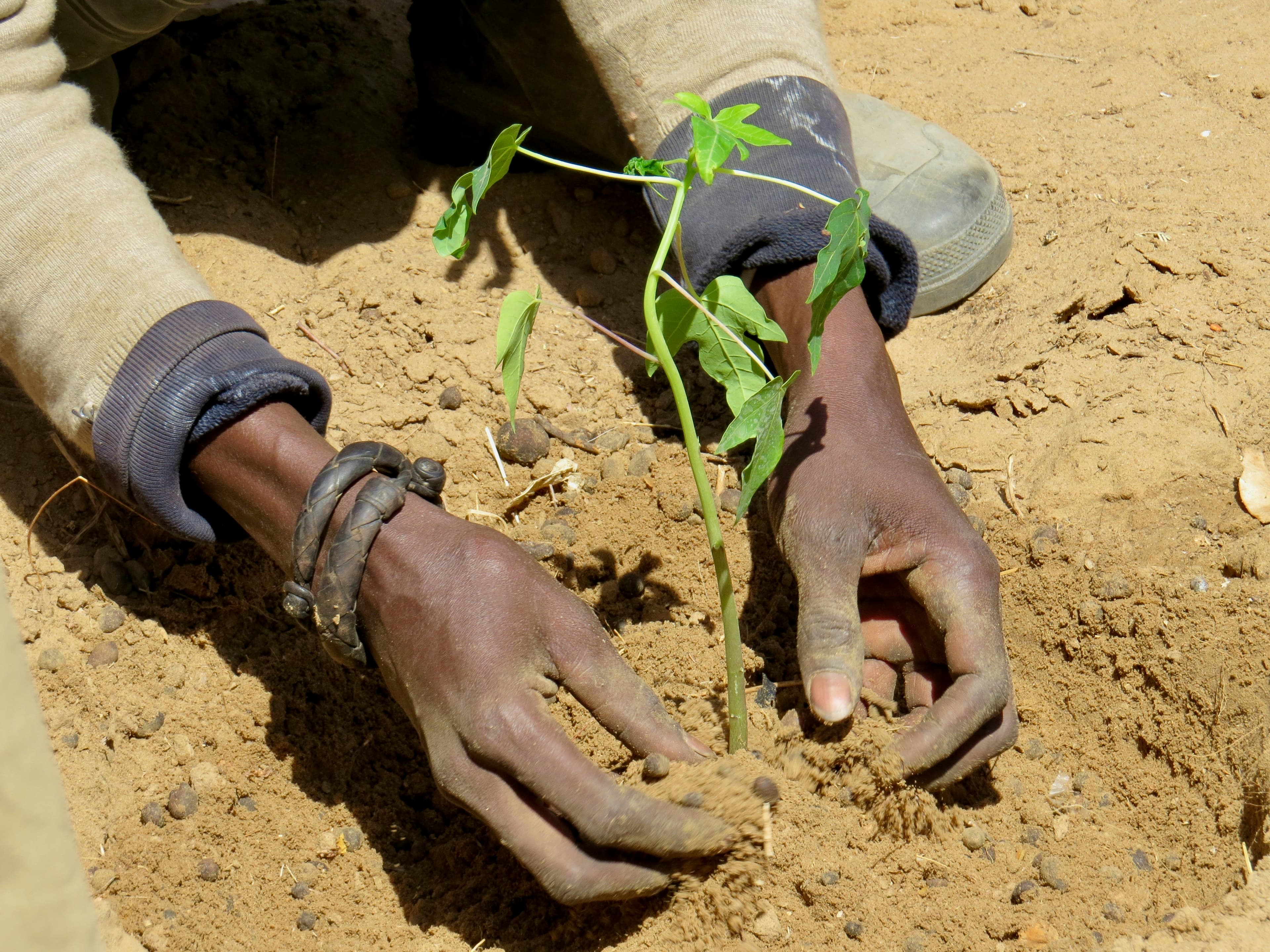 Community sustainability project
